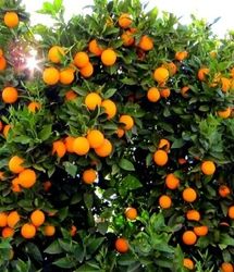 تولید سالانه ۱۳۵ هزار تن پرتقال در استان گیلان 