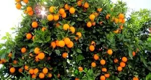 تولید سالانه ۱۳۵ هزار تن پرتقال در استان گیلان 