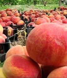 پیش بینی تولید ۱۵ هزار تن هلو از باغات استان خراسان شمالی