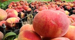 پیش بینی تولید ۱۵ هزار تن هلو از باغات استان خراسان شمالی