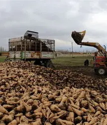 پرداخت هفت هزار و ۳۸۰ میلیارد ریال از مطالبات چغندرکاران خوی