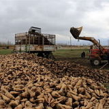 پیش‌بینی برداشت ۲۰۰ هزار تن محصول چغندرقند از مزارع شهرستان نهاوند