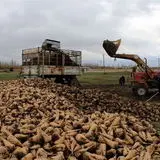 پرداخت هفت هزار و ۳۸۰ میلیارد ریال از مطالبات چغندرکاران خوی