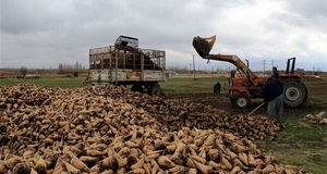 پیش‌بینی برداشت ۲۰۰ هزار تن محصول چغندرقند از مزارع شهرستان نهاوند