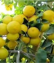 پیش بینی تولید ۲ هزار تن لیموشیرین در استان کرمانشاه