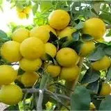 پیش بینی تولید ۲ هزار تن لیموشیرین در استان کرمانشاه