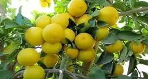 پیش بینی تولید ۲ هزار تن لیموشیرین در استان کرمانشاه