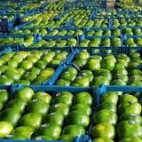 صادرات ۱۰ هزار و ۲۶۰ تن کیوی، نارنگی و پرتقال از استان مازندران