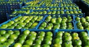 صادرات ۱۰ هزار و ۲۶۰ تن کیوی، نارنگی و پرتقال از استان مازندران