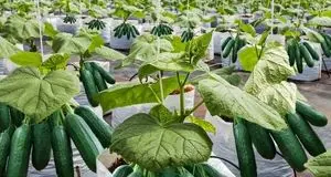 آغاز برداشت نخستین محصول خیار از گلخانه‌ای در دشت عباس