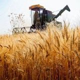 خرید تضمینی بیش از ۷ هزار تن گندم از کشاورزان شهرستان  پلدختر