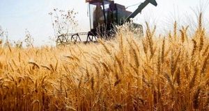 پرداخت یک هزار و ۷۴۰ میلیارد ریال از مطالبات گندمکاران استان اردبیل