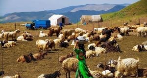 عشایر استان آذربایجان‌غربی تولیدکننده نخست شیر کشور
