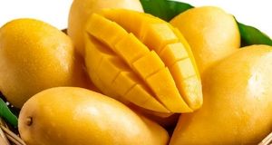واردات انبه از ۱۰ خرداد از سرگرفته می‌شود