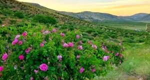 نمایشگاه گلاب‌گیری در بوستان ایرانیان برگزار می‌شود