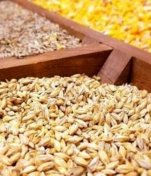 ا توجه به شرایط خشکسالی، امسال نیاز به واردات جو افزایش می‌یابد