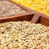 ا توجه به شرایط خشکسالی، امسال نیاز به واردات جو افزایش می‌یابد