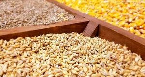 با توجه به شرایط خشکسالی، امسال نیاز به واردات جو افزایش می‌یابد
