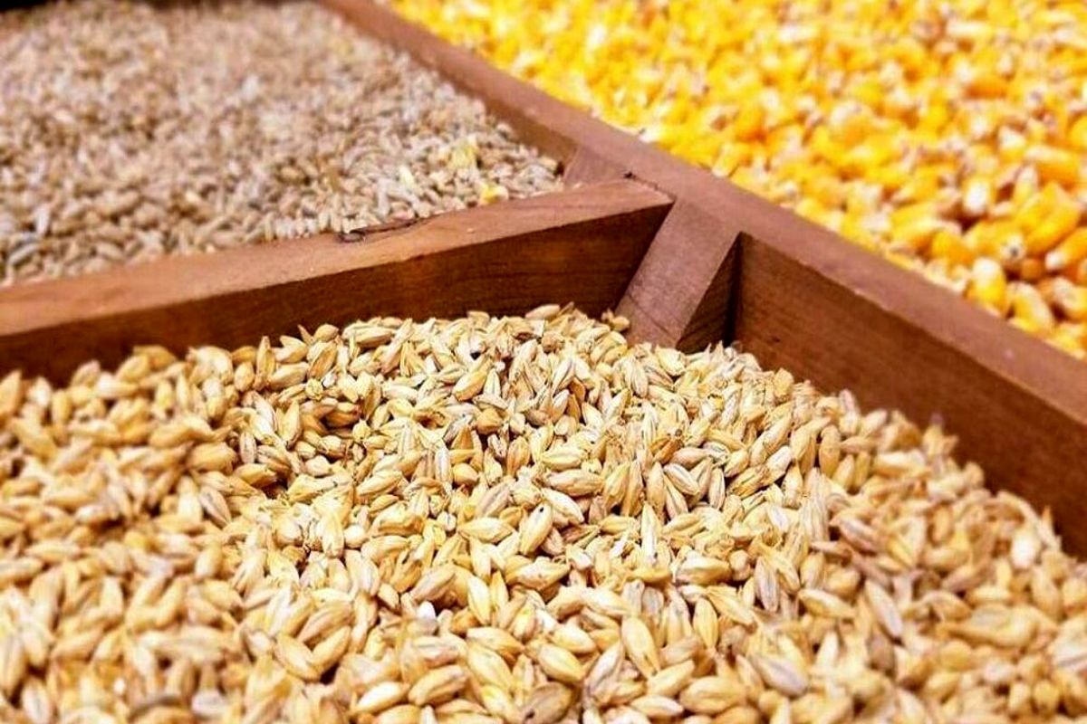 با توجه به شرایط خشکسالی، امسال نیاز به واردات جو افزایش مییابد