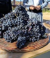 نخستین جشنواره انگور سیاه در میرآباد برگزار می‌شود