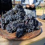 نخستین جشنواره انگور سیاه در میرآباد برگزار می‌شود