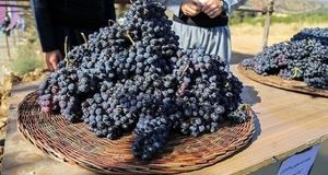 نخستین جشنواره انگور سیاه در میرآباد برگزار می‌شود