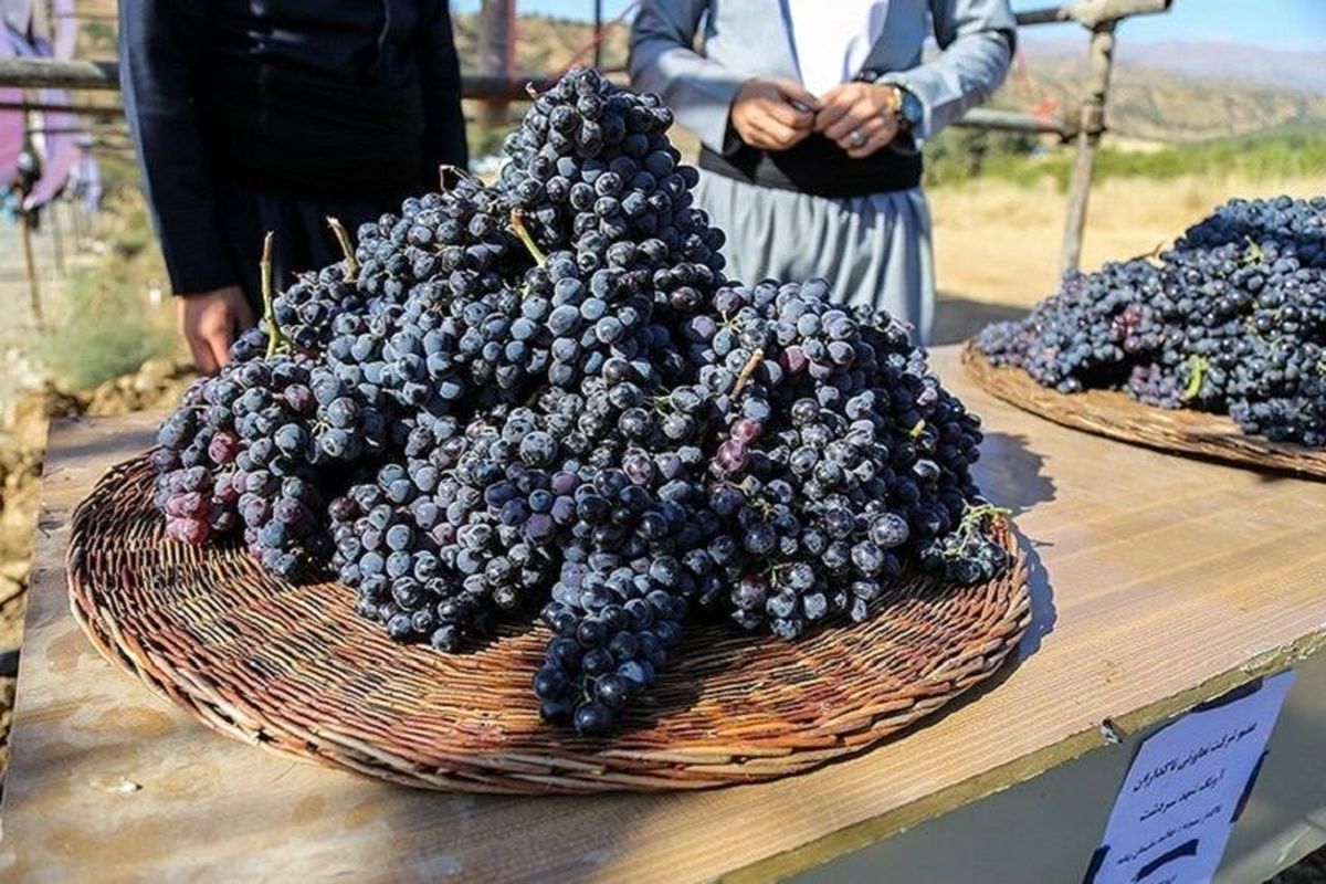 نخستین جشنواره انگور سیاه در میرآباد برگزار می‌شود