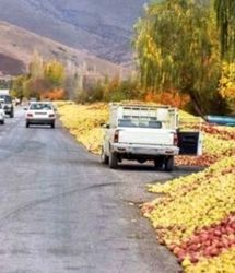 نصف شدن خرید سیب پادرختی از باغداران استان لرستان