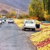 نصف شدن خرید سیب پادرختی از باغداران استان لرستان