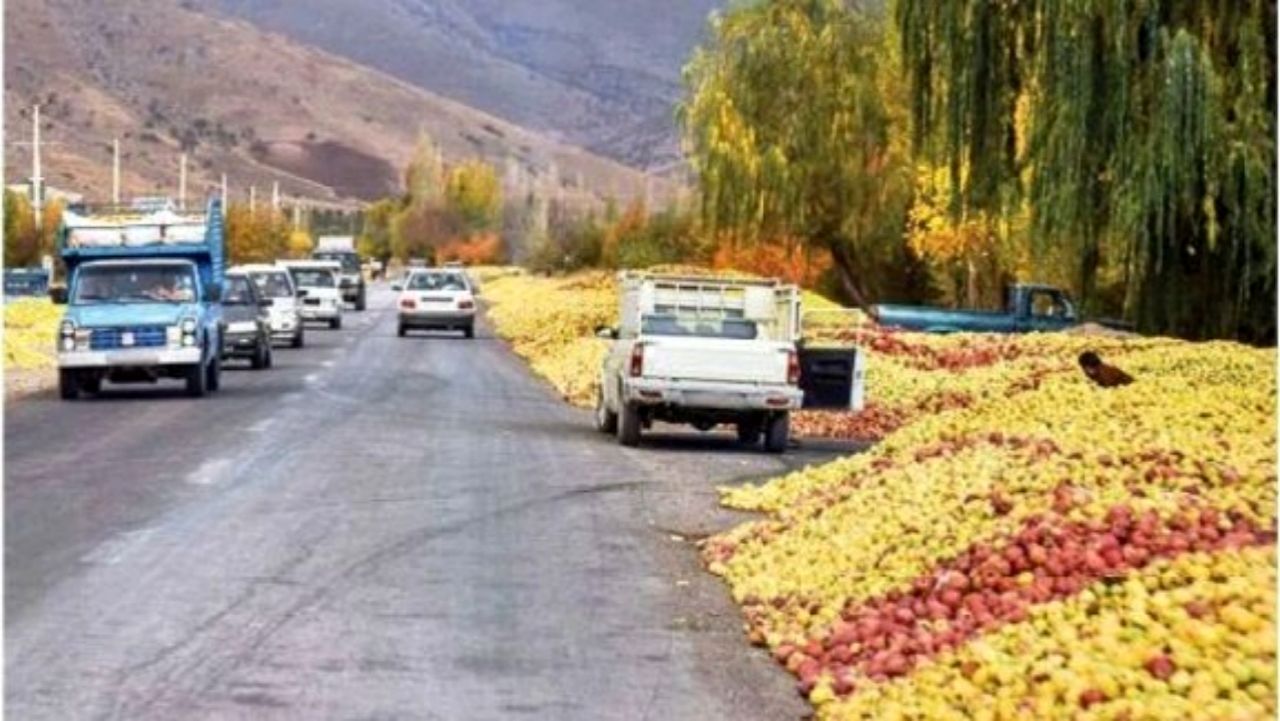 نصف شدن خرید سیب پادرختی از باغداران استان لرستان