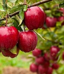 تولید یک میلیون تن سیب درختی در استان آذربایجان‌غربی