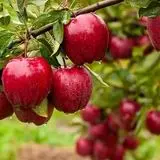 صادرات ۸۲ میلیون دلار سیب از ایران از ابتدای امسال