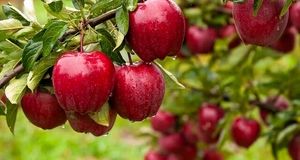 کاهش ۲۵ درصدی تولید سیب در اشنویه بدلیل وضعیت آب و هوا