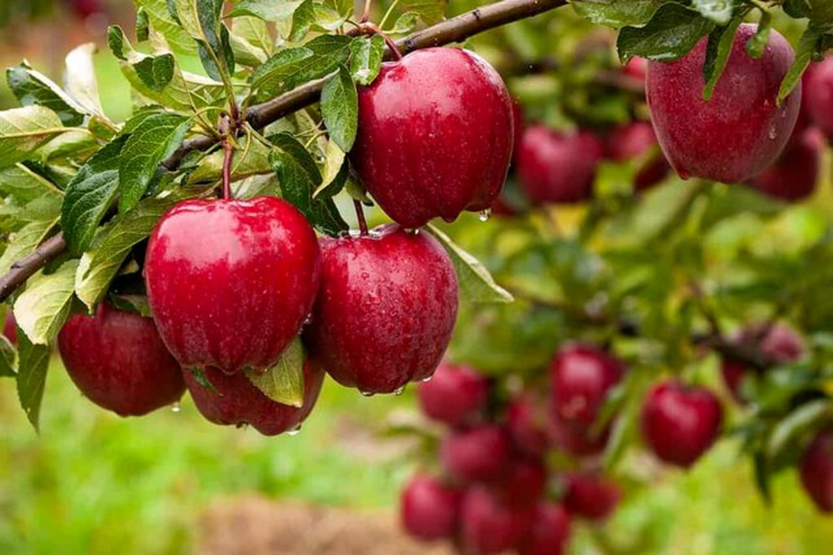 تولید یک میلیون تن سیب درختی در استان آذربایجان‌غربی
