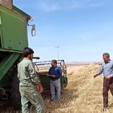 پیش‌بینی برداشت ۵.۵ هزار تن جو از مزارع گناباد