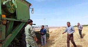 پیش‌بینی برداشت ۵.۵ هزار تن جو از مزارع گناباد