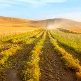 آغاز برداشت محصول نخود و عدس از مزارع دیم و آبی استان اردبیل