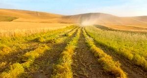 آغاز برداشت محصول نخود و عدس از مزارع دیم و آبی استان اردبیل