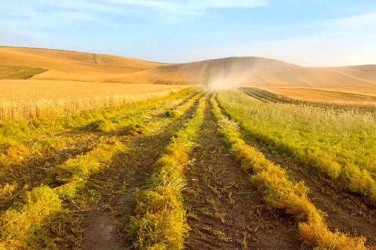آغاز برداشت محصول نخود و عدس از مزارع دیم و آبی استان اردبیل
