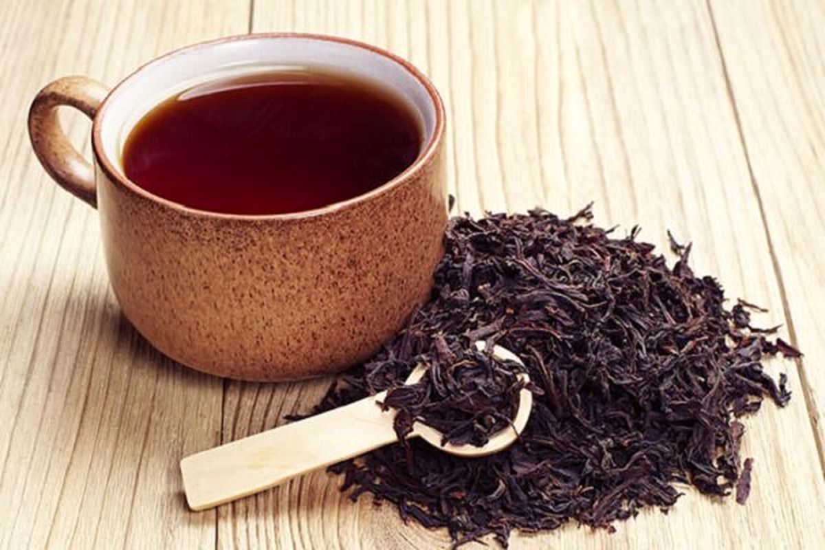 تولید ۱۹ هزار تن چای خشک از ابتدای فصل برداشت