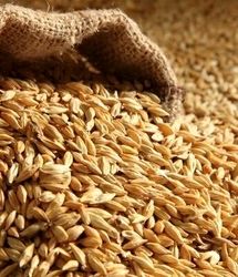 آغاز ثبت سفارش جدید جو از فردا شنبه ۴ مرداد