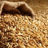 آغاز ثبت سفارش جدید جو از فردا شنبه ۴ مرداد