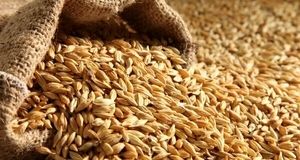 آغاز ثبت سفارش جدید جو از فردا شنبه ۴ مرداد