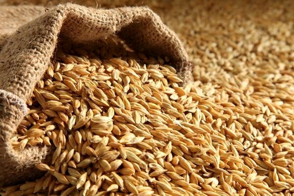 آغاز ثبت سفارش جدید جو از فردا شنبه ۴ مرداد
