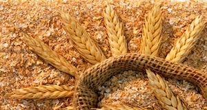 نرخ سبوس گندم آزاد شد