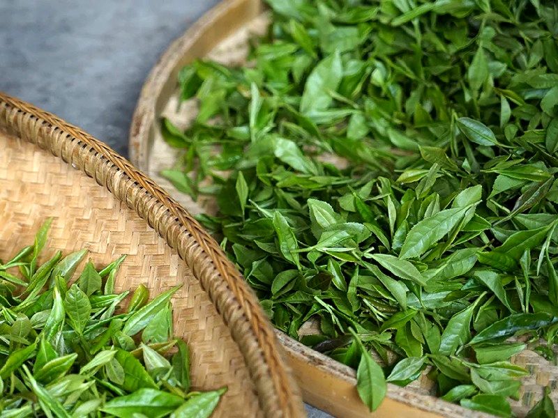 خرید تضمینی ۴ هزار تن برگ سبز چای تا به امروز