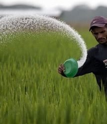 توزیع بیش از ۵۷ هزار تن انواع نهاده کشاورزی در استان گلستان
