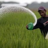 توزیع بیش از ۵۷ هزار تن انواع نهاده کشاورزی در استان گلستان