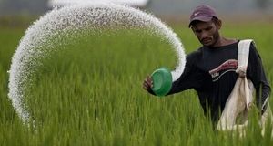 توزیع بیش از ۵۷ هزار تن انواع نهاده کشاورزی در استان گلستان
