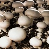 تولید بیش از ۱۱ هزار تن قارچ خوراکی در استان خراسان رضوی